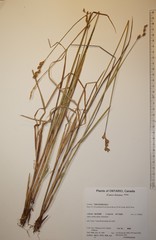 Carex foenea