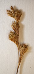 Carex foenea