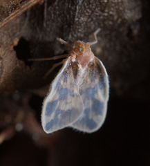 Borysthenes emarginatus