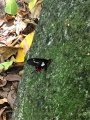 Parides agavus