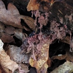 Arcyria stipata
