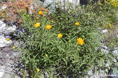 Aldama revoluta