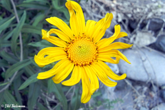 Aldama revoluta
