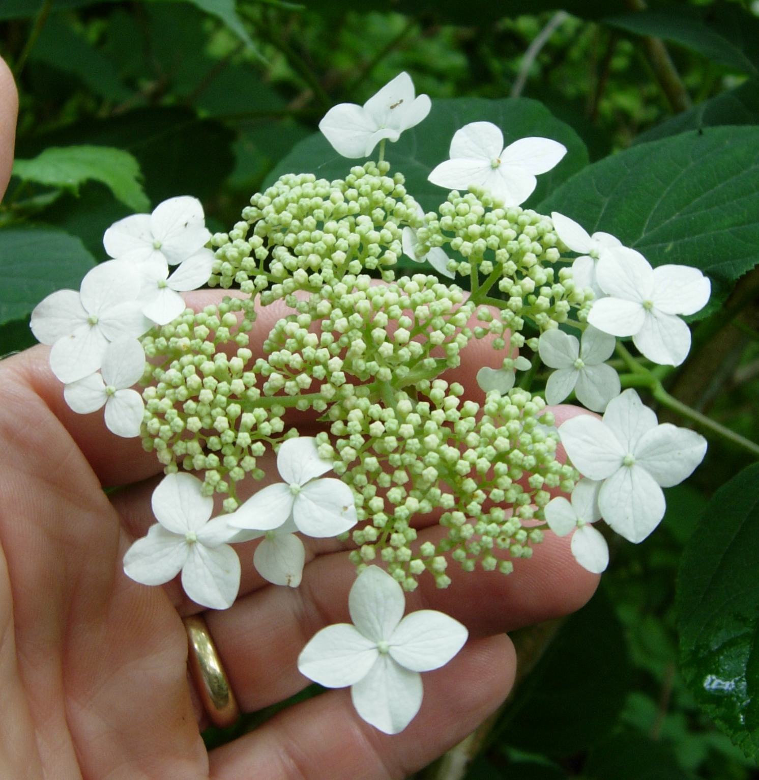 wild hydrangea (Hydrangea arborescens) · iNaturalist