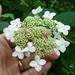 Wild Hydrangea - Photo (c) Link Davis, some rights reserved (CC BY-NC), uploaded by Link Davis