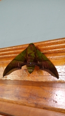 Oryba achemenides