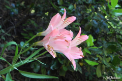 Alstroemeria ligtu incarnata