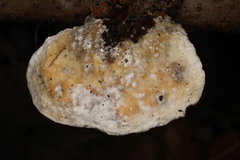 Skeletocutis semipileata