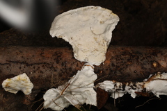 Skeletocutis semipileata