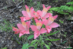 Alstroemeria ligtu incarnata