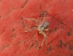 Philodromus
