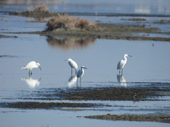 Egretta garzetta