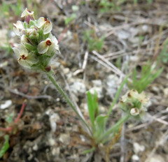 Plantago helleri