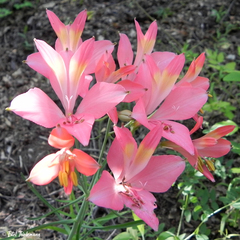 Alstroemeria ligtu incarnata