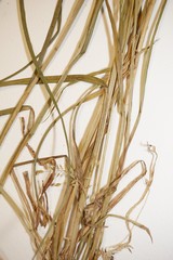 Carex foenea