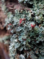 Cladonia incrassata