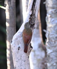 Xiphorhynchus obsoletus