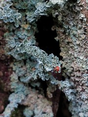 Cladonia incrassata