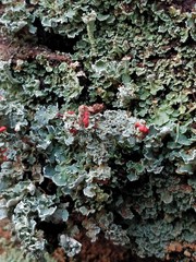 Cladonia incrassata