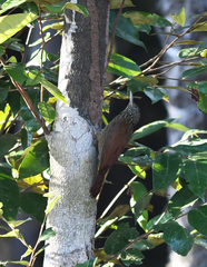 Xiphorhynchus obsoletus