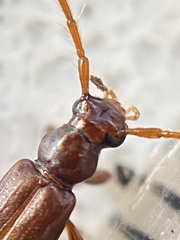 Astetholea lepturoides