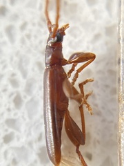 Astetholea lepturoides