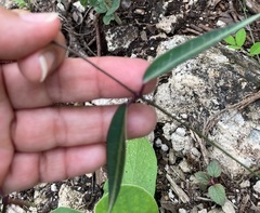 Echites tuxtlensis