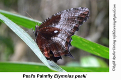Elymnias pealii