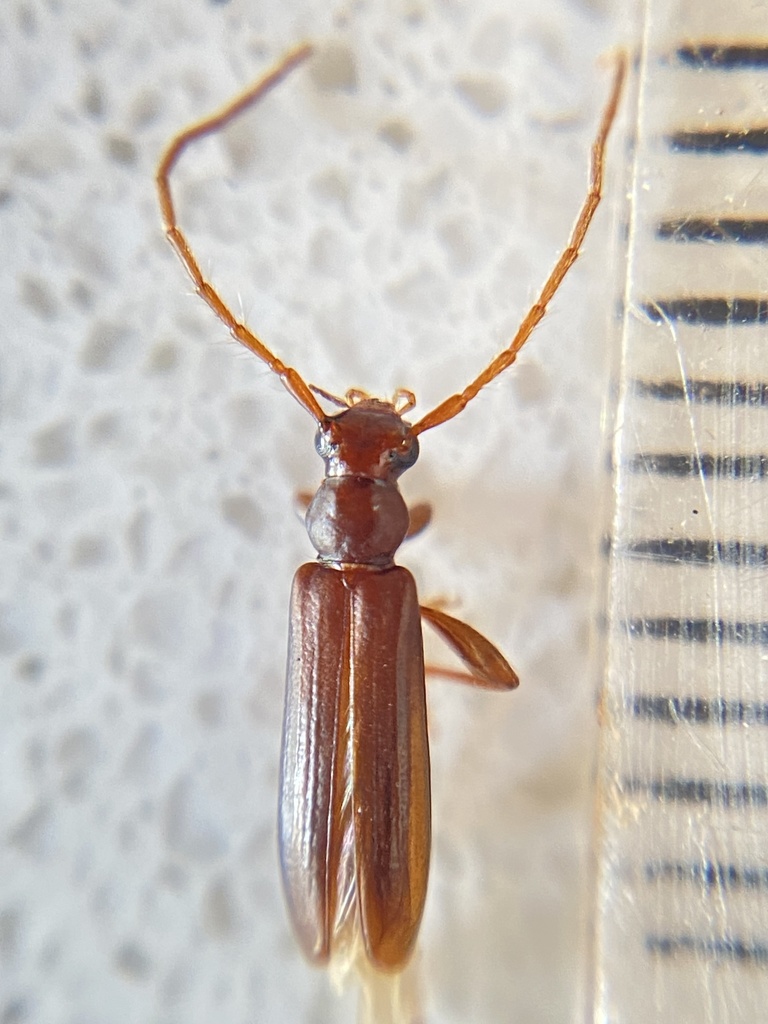 Astetholea lepturoides