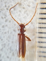 Astetholea lepturoides