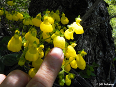 Calceolaria corymbosa mimuloides