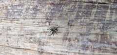 Leptofreya ambigua