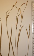 Carex gracilescens