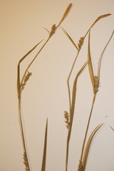 Carex gracilescens