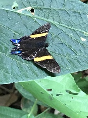 Ancyluris inca inca