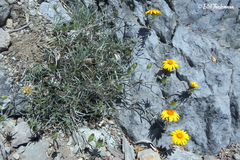 Chaetanthera chilensis