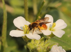 Andrena pellucens