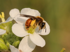 Andrena pellucens