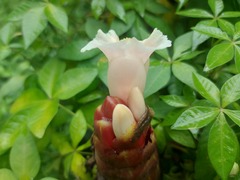 Costus atlanticus