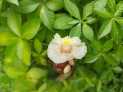 Costus atlanticus