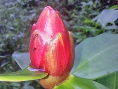 Costus atlanticus