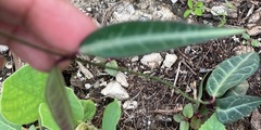 Echites tuxtlensis