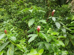 Costus atlanticus