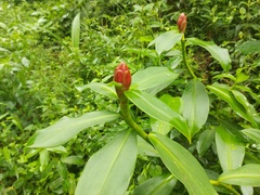 Costus atlanticus