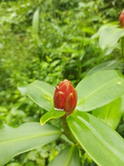 Costus atlanticus