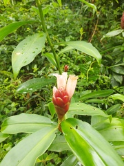 Costus atlanticus