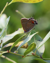 Satyrium favonius