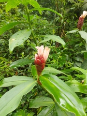 Costus atlanticus