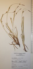 Carex gracilescens