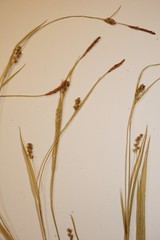 Carex gracilescens